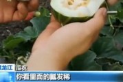 黑料吃瓜网apk普通安装 
