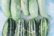 黑料吃瓜网apk普通安装 